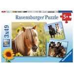 Puzzle 3x49 elementów - Kochane konie