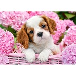 500 EL. Pies w różowych kwiatach CASTOR