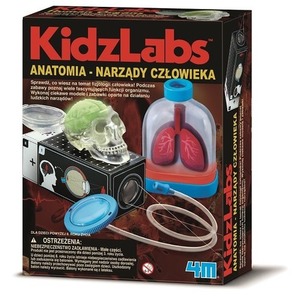 Anatomia narządy człowieka