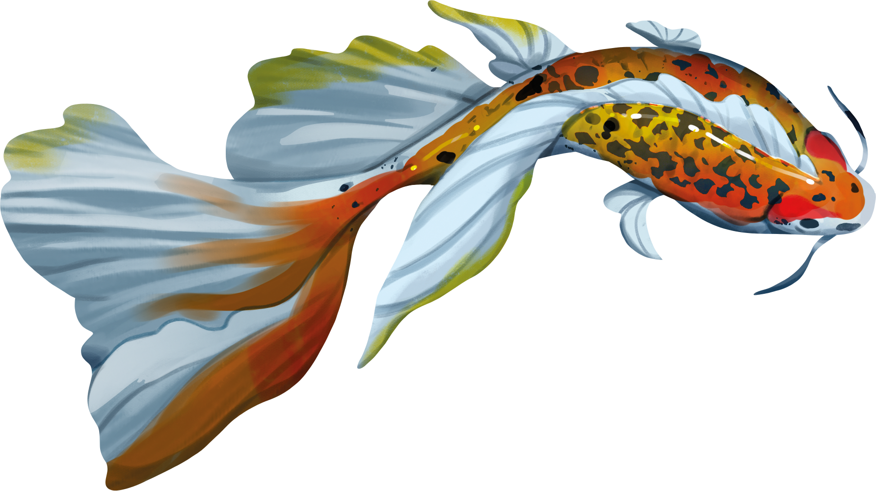 Koi (edycja polska)