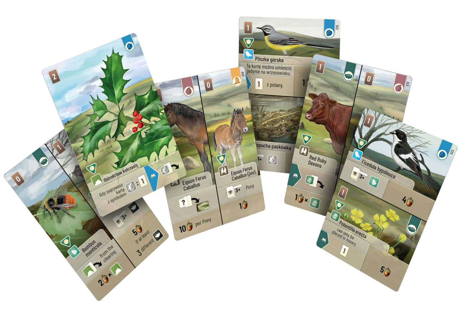 Leśne rozdanie: Dartmoor - Exmoor