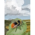 Leśne rozdanie: Dartmoor - Exmoor