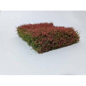 MiniNatur: Kwitnący na czerwono żywopłot (12x14 cm)