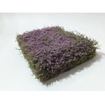 MiniNatur: Kwitnący na fioletowo żywopłot (12x14 cm)