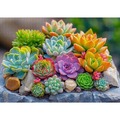 Puzzle 1000 el. Sukulenty
