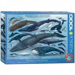 Puzzle 1000 Wieloryby i delfiny