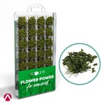 Scale 75: Flower Power - Green Flowers